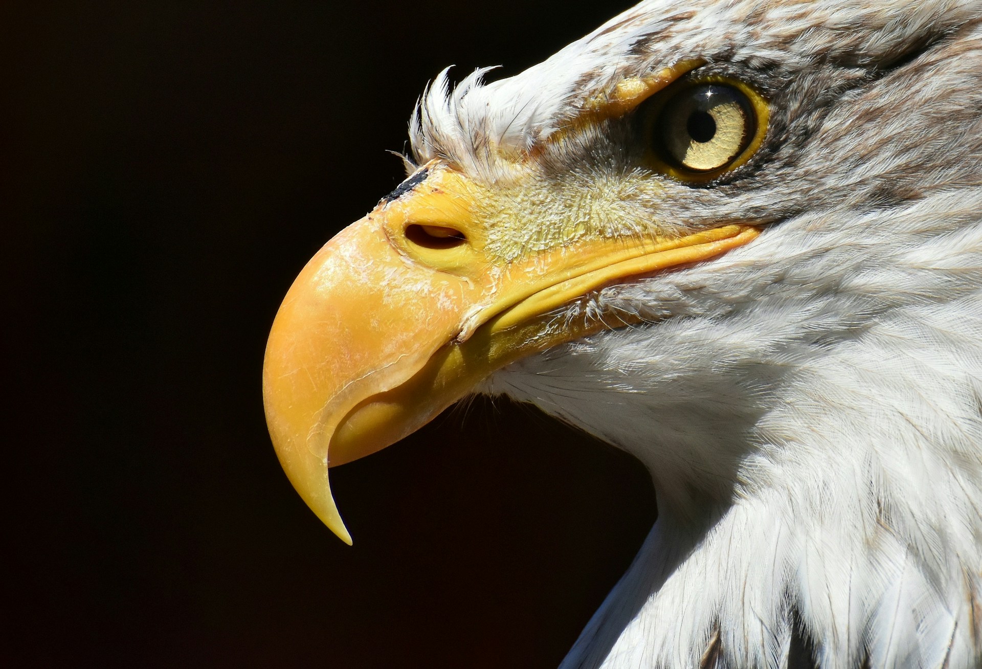 Bald Eagle profile of head a bald eagle symbolizes strength, justice, and protection