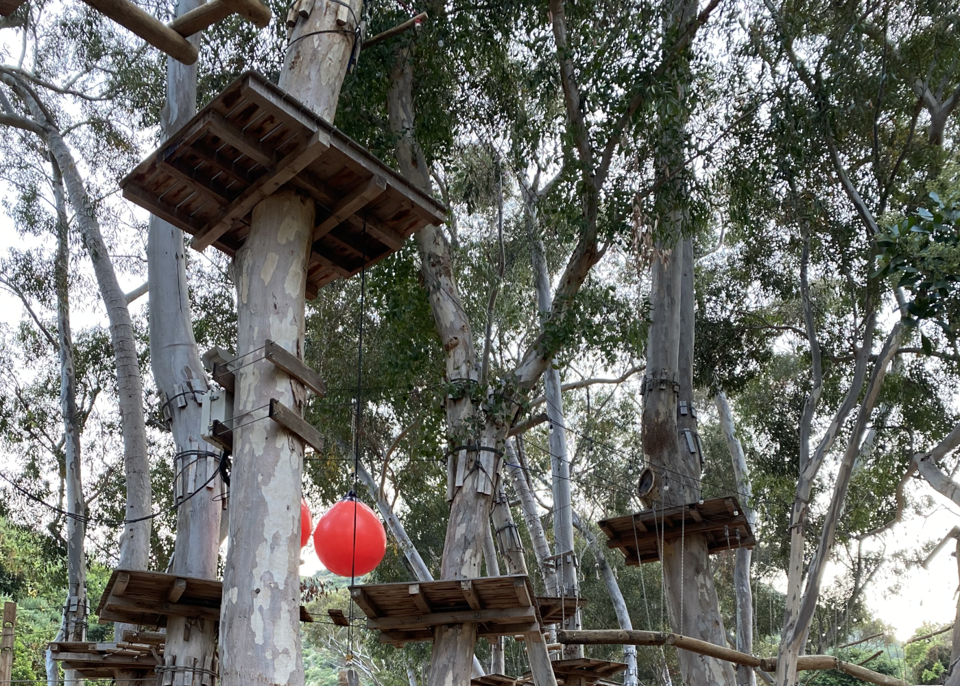 mulitple-zipline-platforms-cropped-for-landscape multiple zipline platforms built around tree trunks